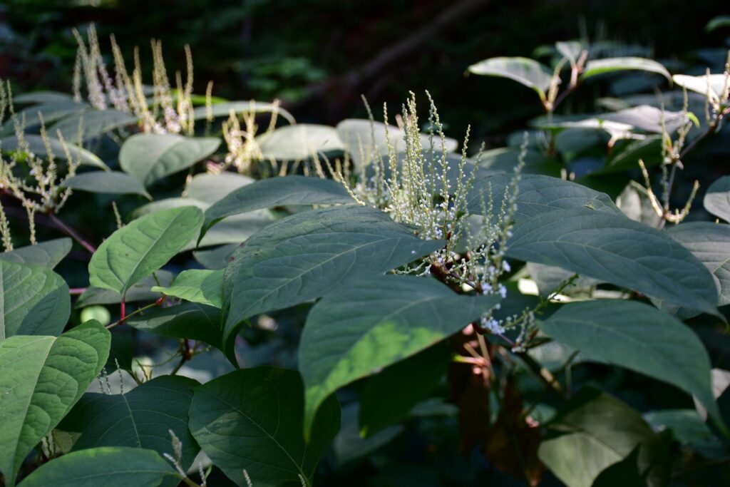 Japanese knotweed in a garden with white flowers and red stems